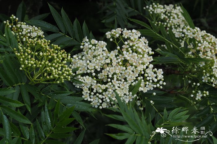 Sorbus ulleungensis