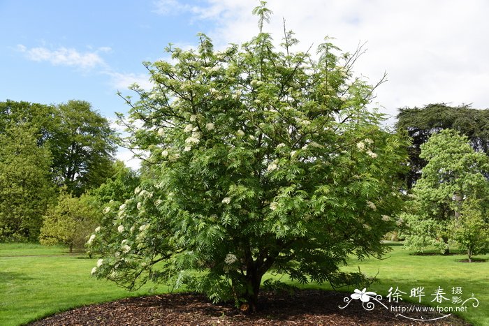 Sorbus ulleungensis