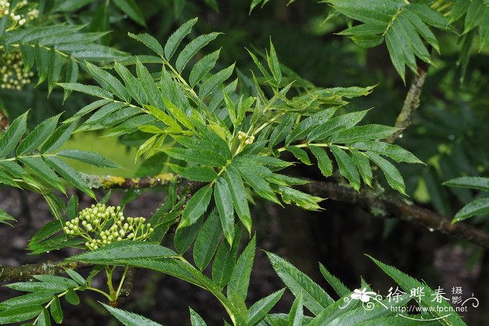 Sorbus ulleungensis