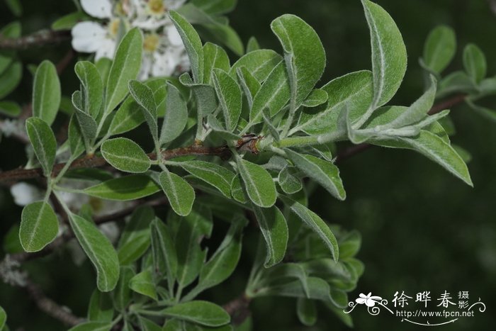 扁桃叶梨Pyrus amygdaliformis