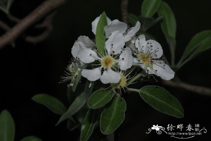 扁桃叶梨Pyrus amygdaliformis