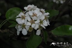 皮埃尔埃德蒙梨Pyrus boissieriana