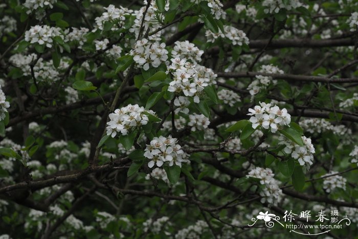 皮埃尔埃德蒙梨Pyrus boissieriana