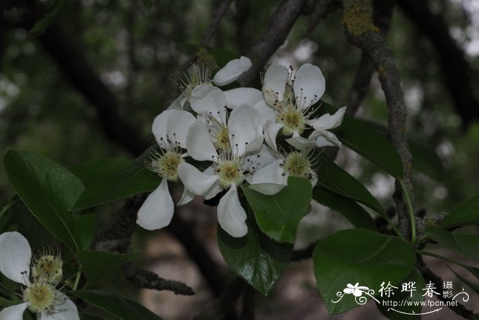 西洋梨 Pyrus communis