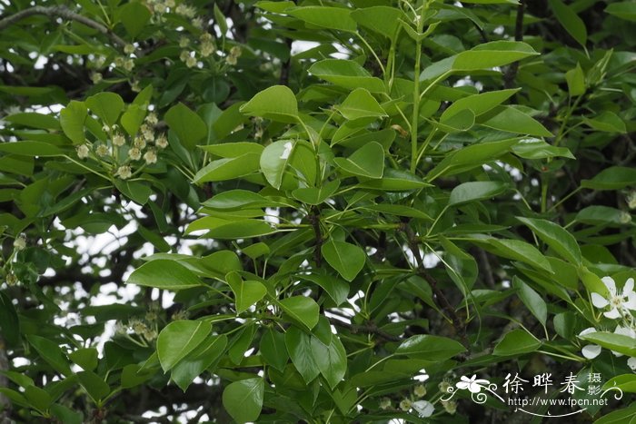 西洋梨 Pyrus communis