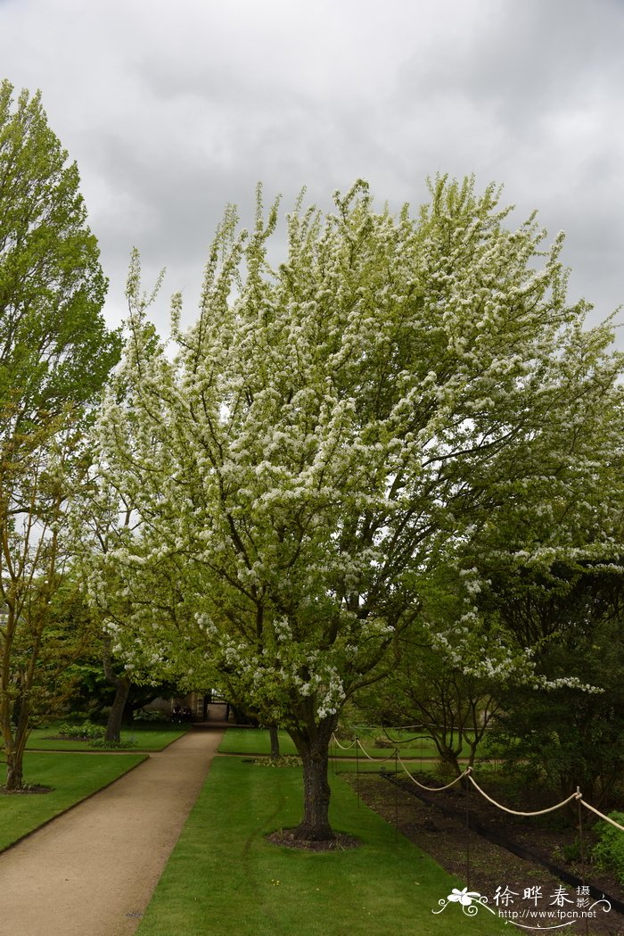 心瓣梨Pyrus cordata