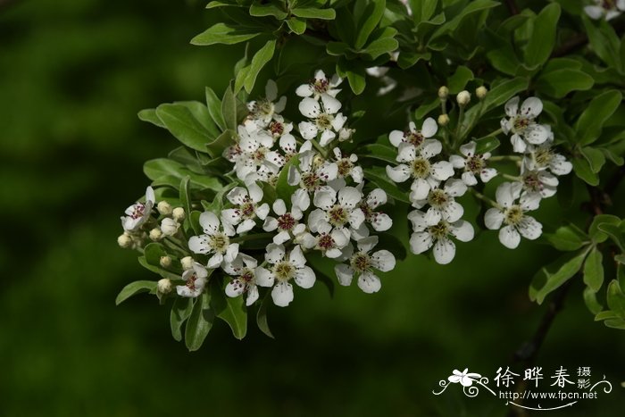 胡颓子叶梨Pyrus elaeagrifolia
