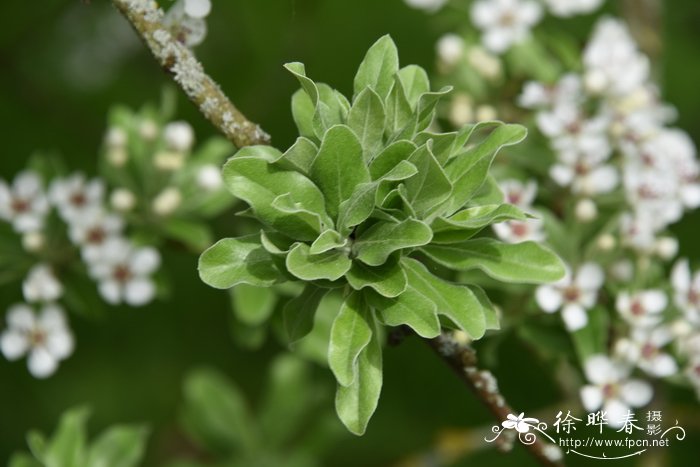 胡颓子叶梨Pyrus elaeagrifolia