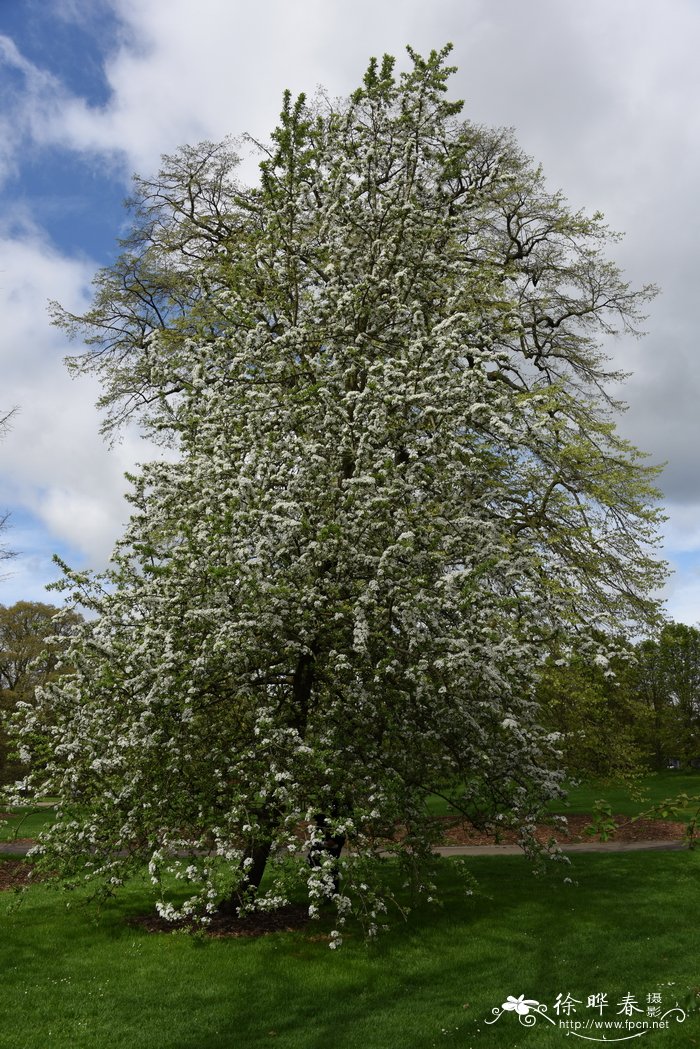 胡颓子叶梨Pyrus elaeagrifolia