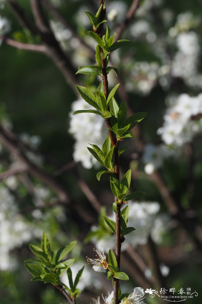 张枝樱桃李Prunus divaricata