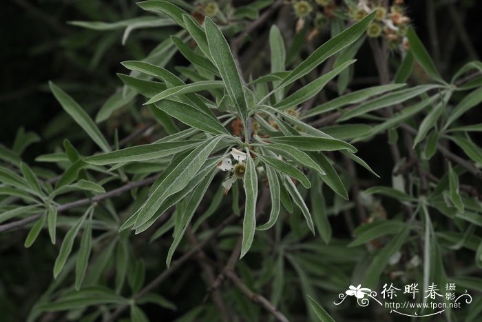 柳叶梨Pyrus salicifolia