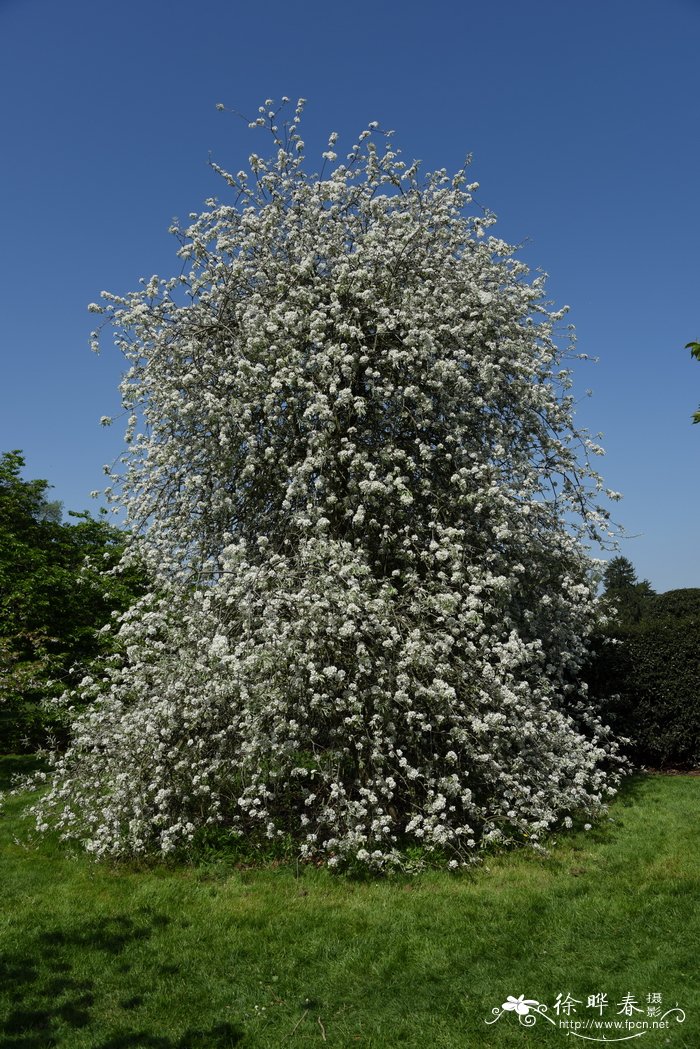 柳叶梨Pyrus salicifolia