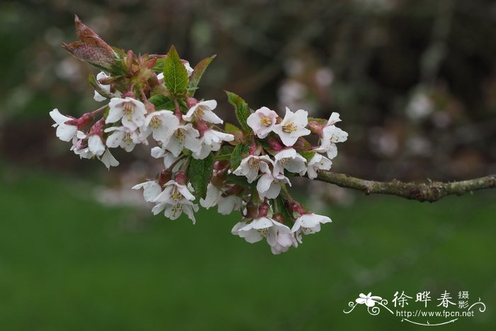 道克李Prunus dawyckensis