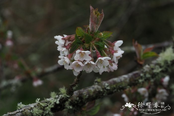 道克李Prunus dawyckensis