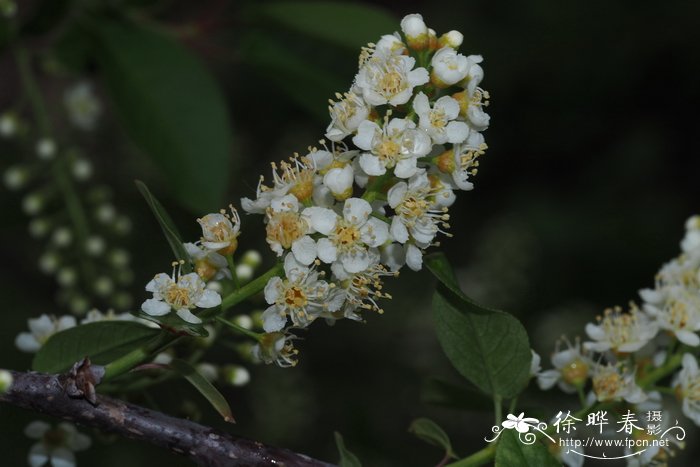 黑果李Prunus virginiana var. melanocarpa