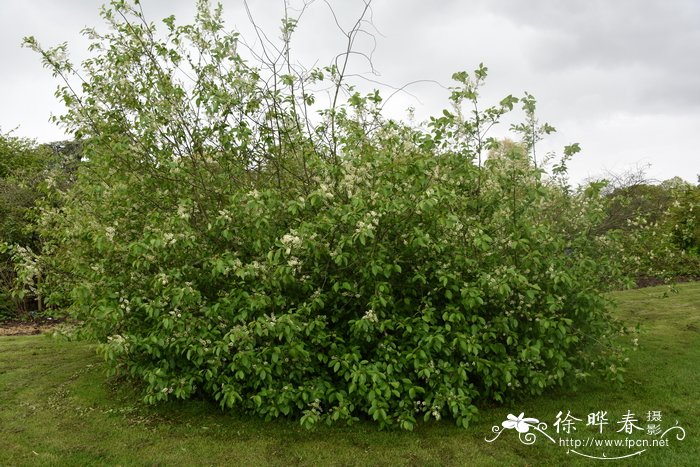 黑果李Prunus virginiana var. melanocarpa