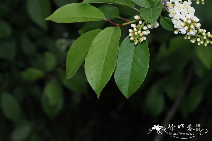 黑果李Prunus virginiana var. melanocarpa