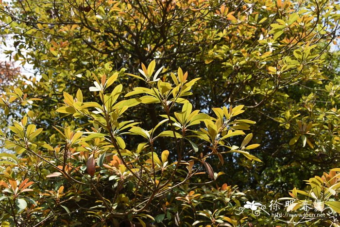 南亚窄叶枇杷Eriobotrya bengalensis f. angustifolia