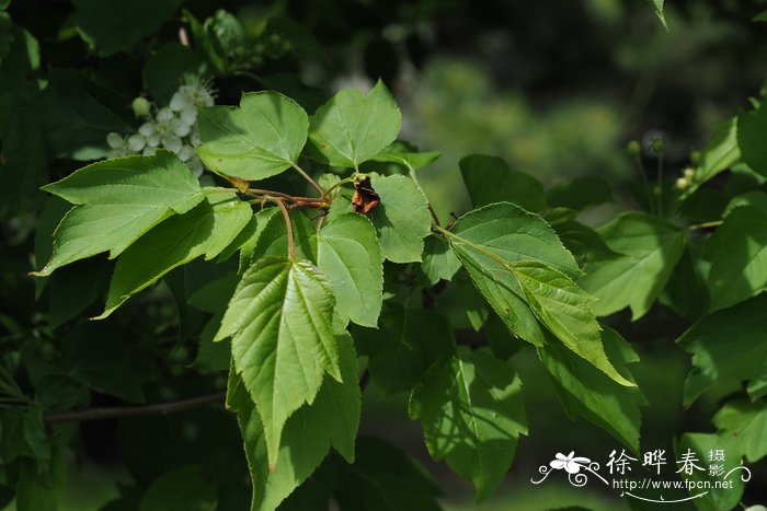 陇东海棠Malus kansuensis