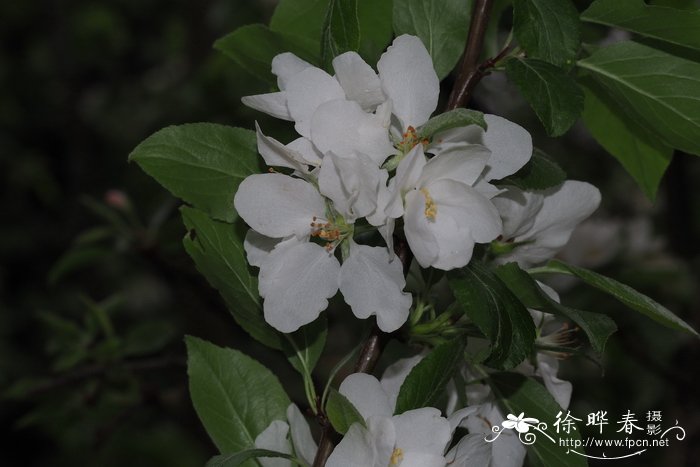 malus prattii
