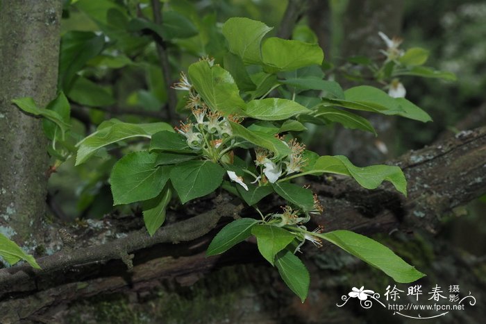 西蜀海棠Malus prattii