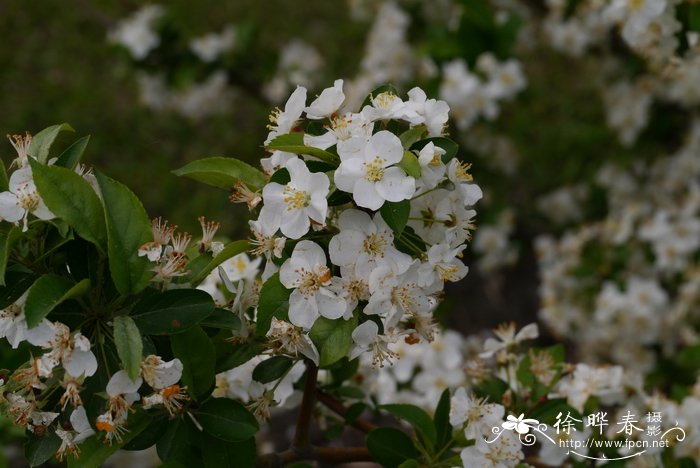 萨金海棠Malus sargentii