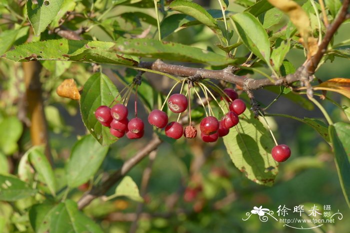 萨金海棠Malus sargentii