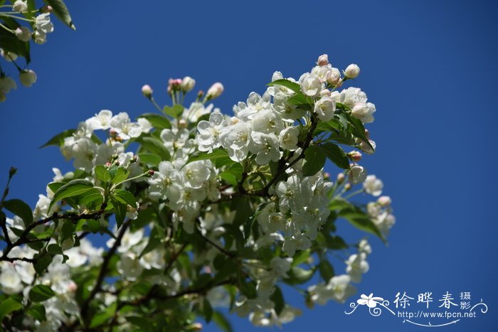 锡金海棠Malus sikkimensis