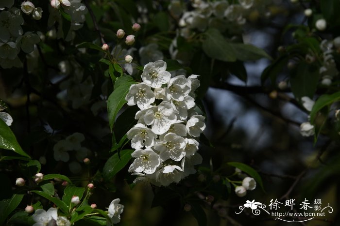 锡金海棠Malus sikkimensis