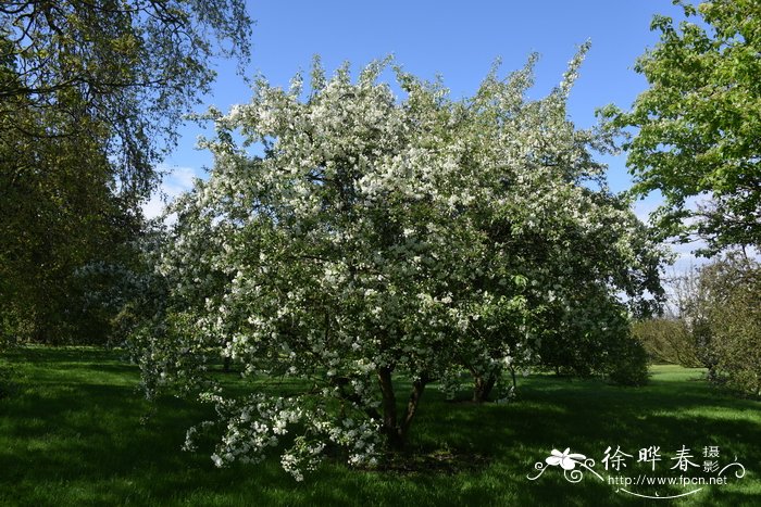 锡金海棠Malus sikkimensis