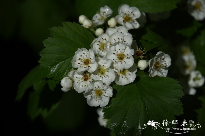 金果山楂 Crataegus chrysocarpa