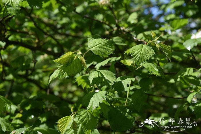 金果山楂 Crataegus chrysocarpa