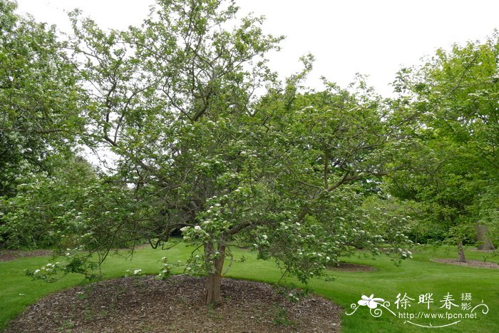 中甸山楂Crataegus chungtienensis