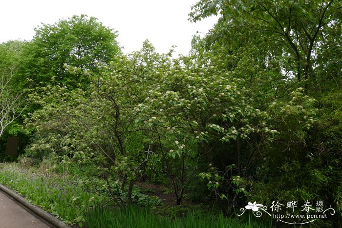滇池海棠Malus yunnanensis