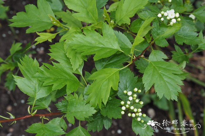 阿尔泰山楂Crataegus altaica