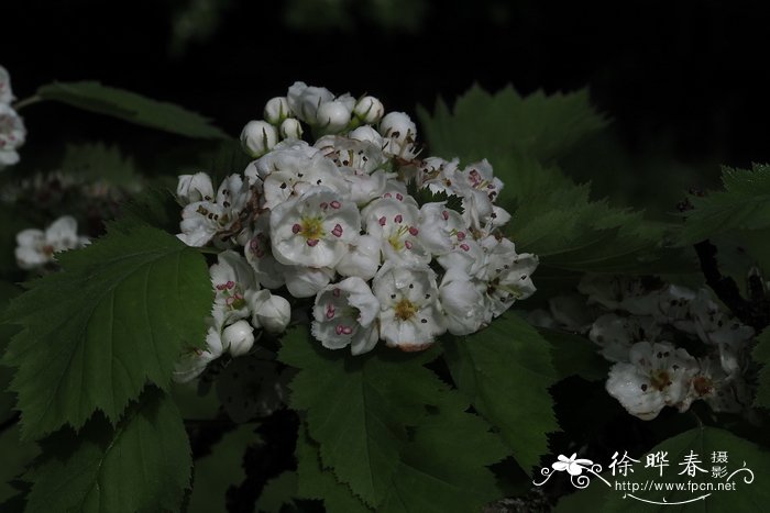 长柄山楂Crataegus elongata