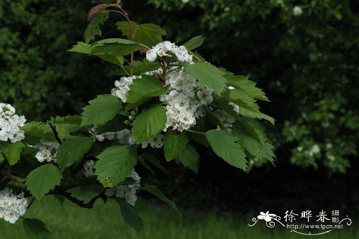 长柄山楂Crataegus elongata