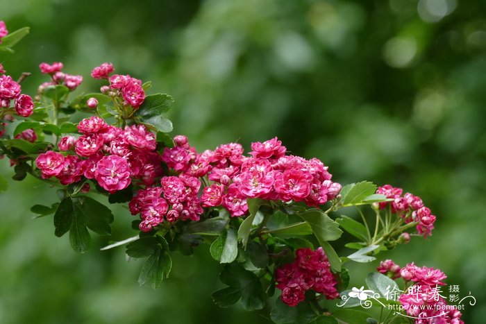 ‘红保罗’钝裂叶山楂Crataegus laevigata ‘Paul’s Scarlet’