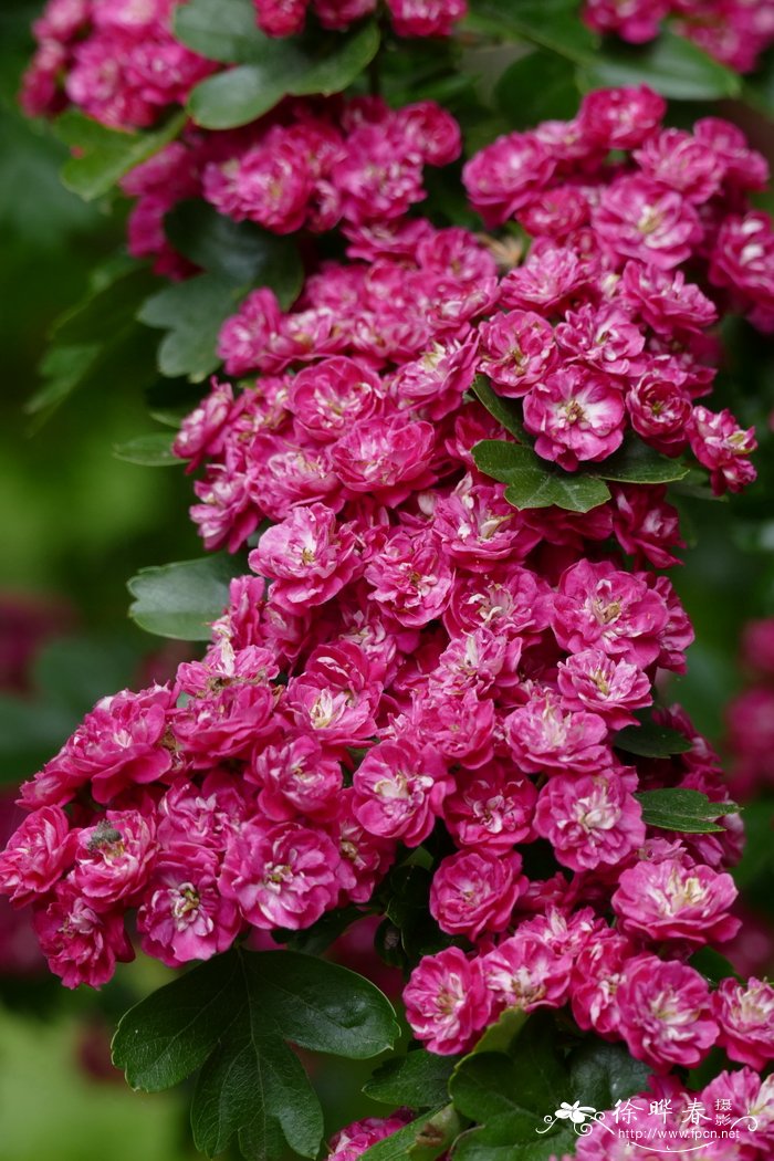 ‘红保罗’钝裂叶山楂Crataegus laevigata ‘Paul’s Scarlet’