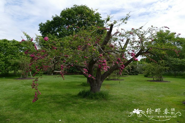 ‘红保罗’钝裂叶山楂Crataegus laevigata ‘Paul’s Scarlet’