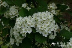 锐齿山楂Crataegus macracantha