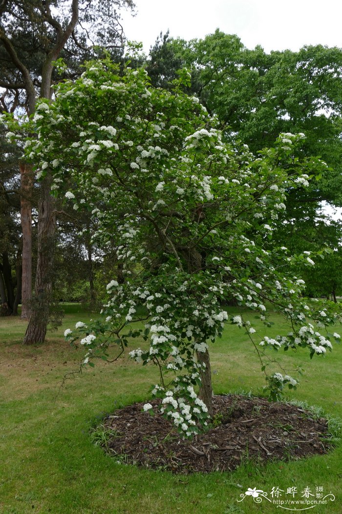 锐齿山楂Crataegus macracantha