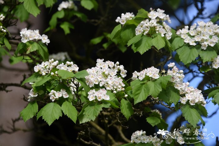 大籽山楂Crataegus macrosperma