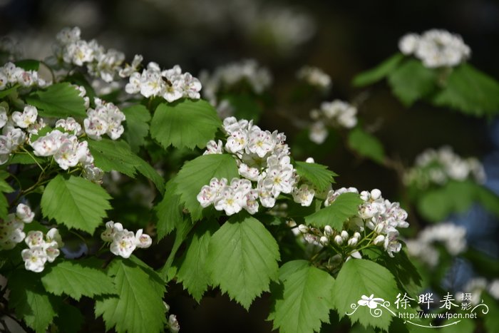 大籽山楂Crataegus macrosperma