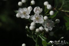 锐刺山楂Crataegus oxyacantha