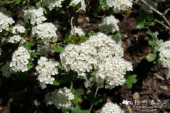 五蕊山楂Crataegus pentagyna