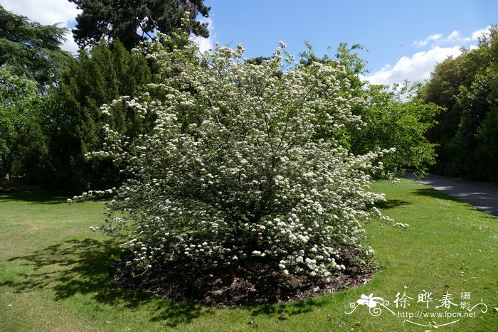 五蕊山楂Crataegus pentagyna