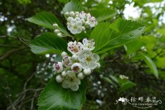 梅叶山楂Crataegus prunifolia