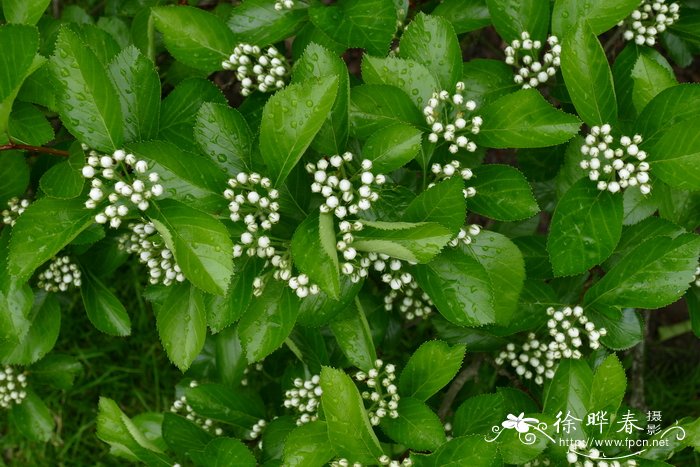 梅叶山楂Crataegus prunifolia