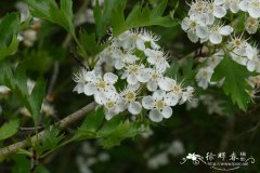 准噶尔山楂Crataegus songorica